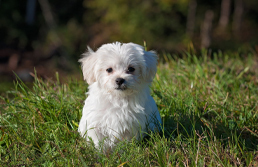 Puppy Groom