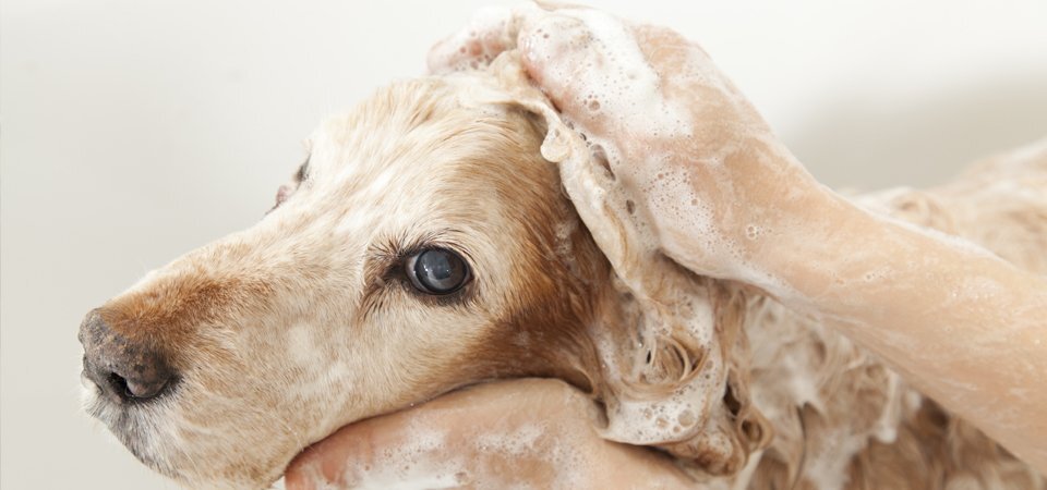 Puppy Groom