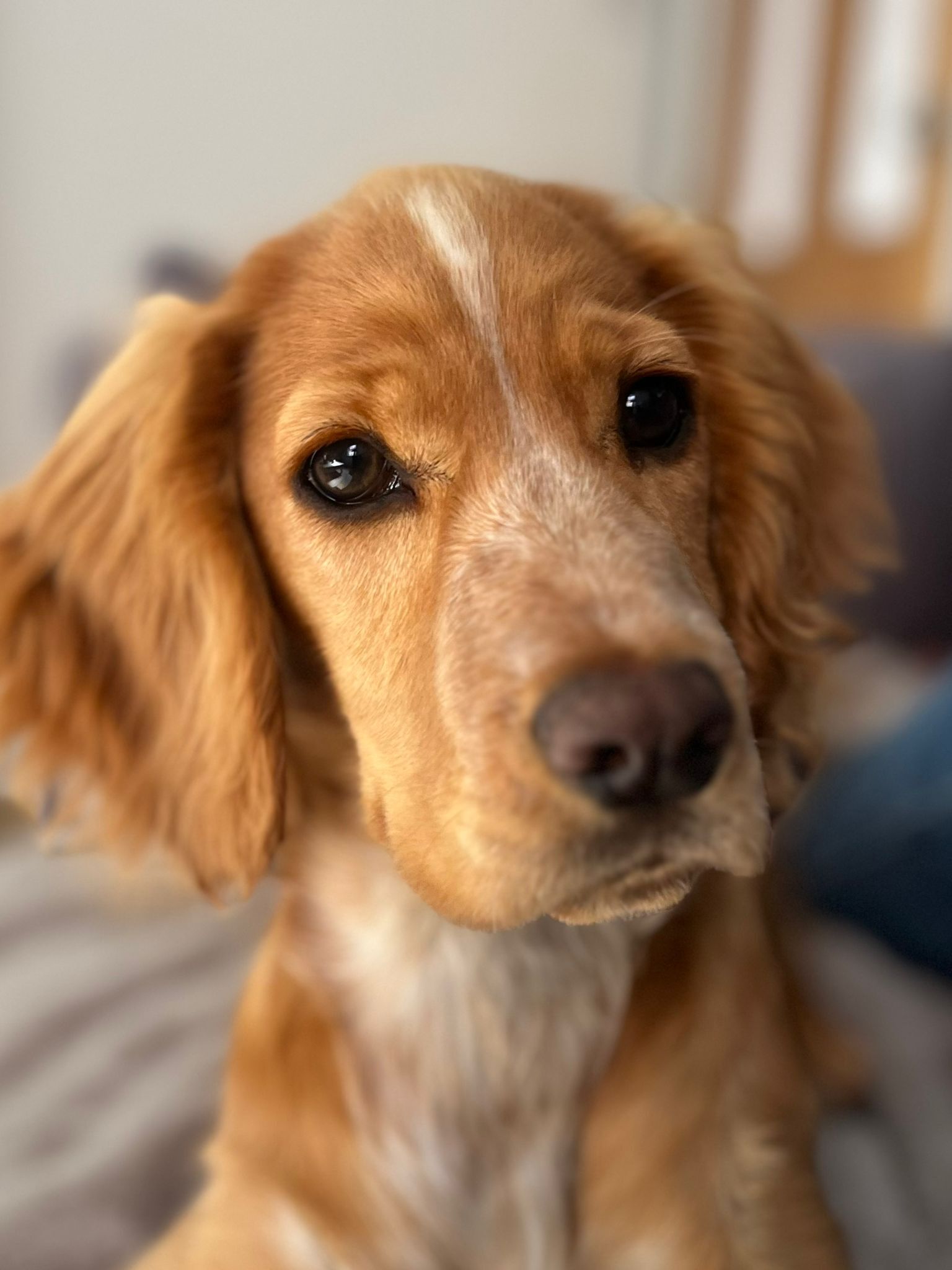 Puppy Groom